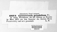 Cenococcum geophilum image